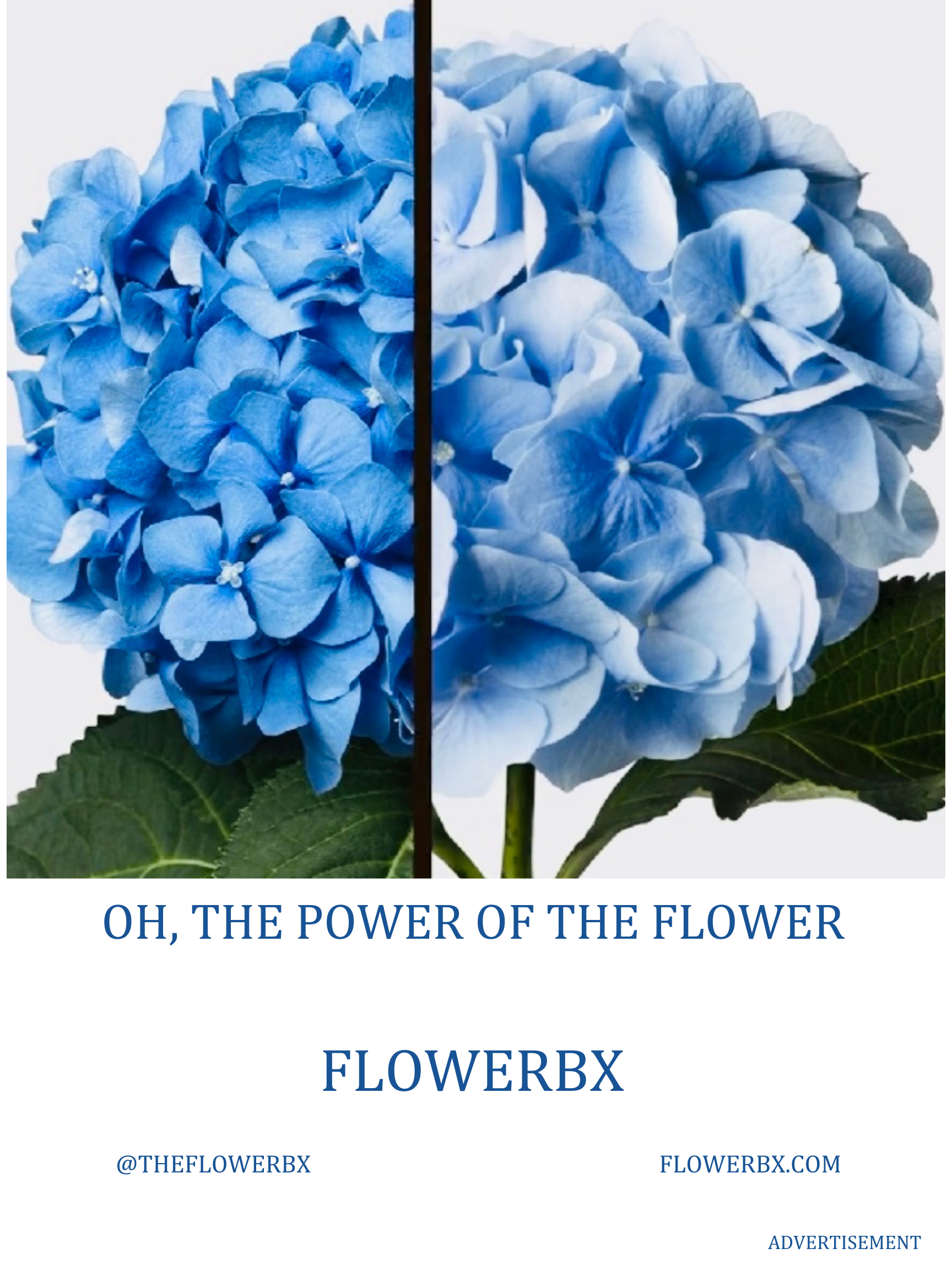 FlowerBx Full Page Ad in Diplomasea- Issue 1